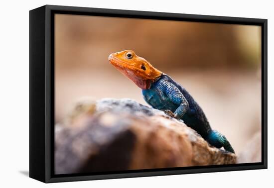 Kenyan Rock Agama Lizard (Agama Lionotus), Kenya, East Africa, Africa-John Alexander-Framed Premier Image Canvas