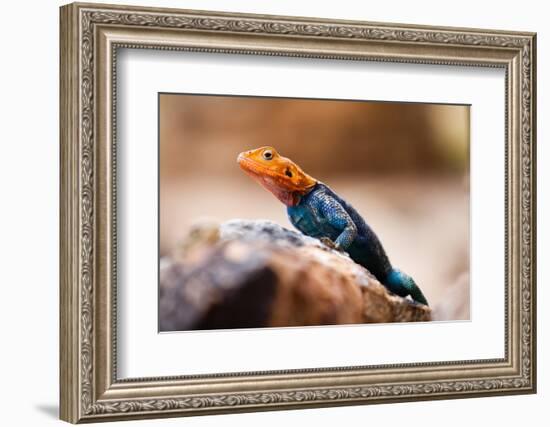 Kenyan Rock Agama Lizard (Agama Lionotus), Kenya, East Africa, Africa-John Alexander-Framed Photographic Print