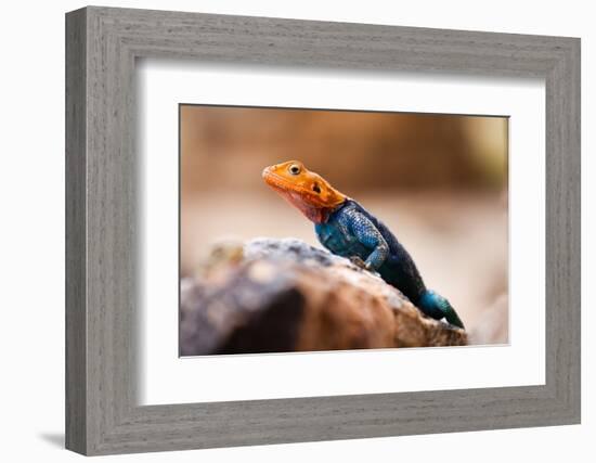 Kenyan Rock Agama Lizard (Agama Lionotus), Kenya, East Africa, Africa-John Alexander-Framed Photographic Print