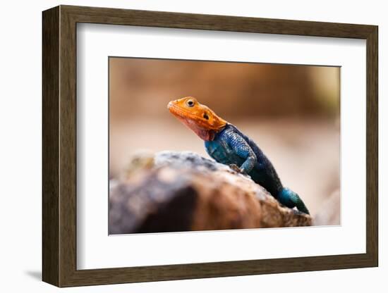 Kenyan Rock Agama Lizard (Agama Lionotus), Kenya, East Africa, Africa-John Alexander-Framed Photographic Print