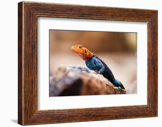 Kenyan Rock Agama Lizard (Agama Lionotus), Kenya, East Africa, Africa-John Alexander-Framed Photographic Print