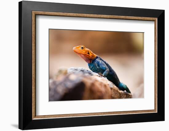 Kenyan Rock Agama Lizard (Agama Lionotus), Kenya, East Africa, Africa-John Alexander-Framed Photographic Print