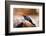 Kenyan Rock Agama Lizard (Agama Lionotus), Kenya, East Africa, Africa-John Alexander-Framed Photographic Print