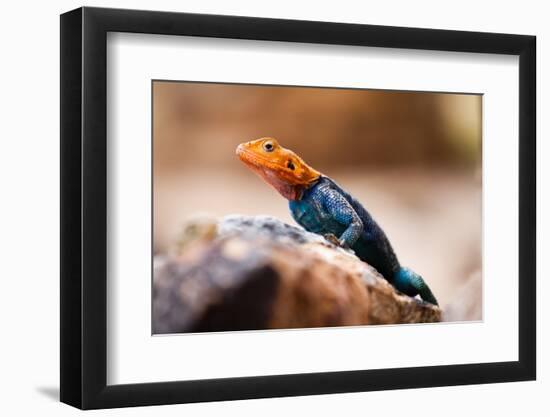 Kenyan Rock Agama Lizard (Agama Lionotus), Kenya, East Africa, Africa-John Alexander-Framed Photographic Print