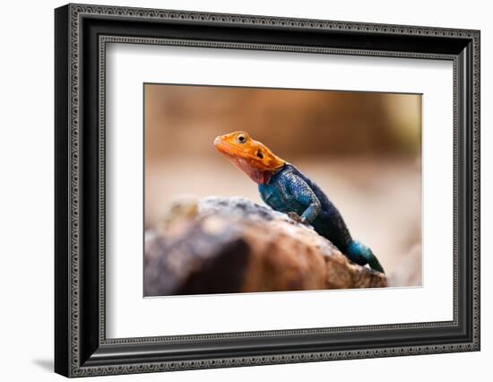 Kenyan Rock Agama Lizard (Agama Lionotus), Kenya, East Africa, Africa-John Alexander-Framed Photographic Print