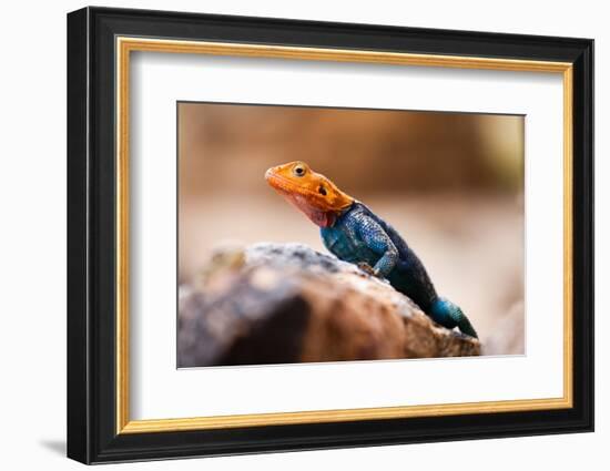 Kenyan Rock Agama Lizard (Agama Lionotus), Kenya, East Africa, Africa-John Alexander-Framed Photographic Print
