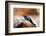 Kenyan Rock Agama Lizard (Agama Lionotus), Kenya, East Africa, Africa-John Alexander-Framed Photographic Print