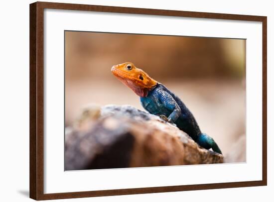 Kenyan Rock Agama Lizard (Agama Lionotus), Kenya, East Africa, Africa-John Alexander-Framed Photographic Print