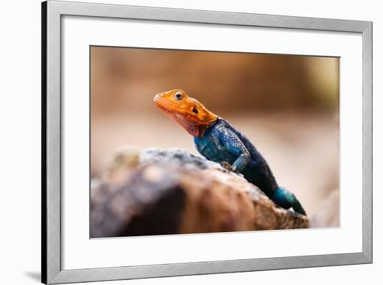 Kenyan Rock Agama Lizard (Agama Lionotus), Kenya, East Africa, Africa-John Alexander-Framed Photographic Print