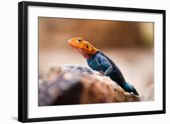 Kenyan Rock Agama Lizard (Agama Lionotus), Kenya, East Africa, Africa-John Alexander-Framed Photographic Print