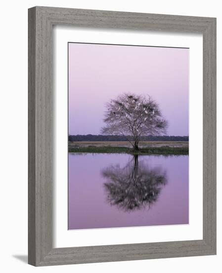 Keoladeo Ghana Np, Bharatpur, Rajasthan, India, with Egrets Roosting in Tree-Jean-pierre Zwaenepoel-Framed Photographic Print