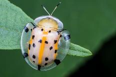 Macro Photography - Transparent Yellow Ladybird-KeongDaGreat-Photographic Print