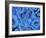 Keratinocyte Skin Cells, Light Micrograph-Science Photo Library-Framed Photographic Print