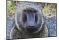 Photographic Print