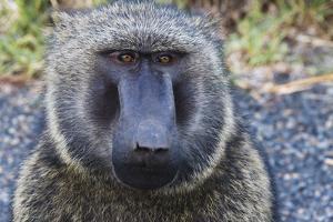 Baboon in Abijatta-Shalla Lakes National Park, Ethiopia by Keren Su