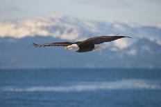 Bald Eagle flying over the ocean, snow mountain in the distance, Homer, Alaska, USA-Keren Su-Photographic Print