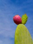 Cactus in the Desert, Peru-Keren Su-Photographic Print