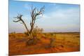 Photographic Print