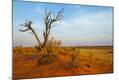 Photographic Print