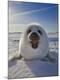 Premium Photographic Print