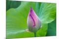 Premium Photographic Print