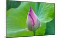 Premium Photographic Print