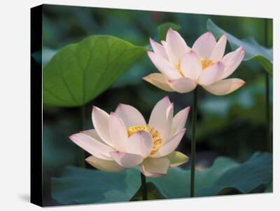 Lotus Canvas Board