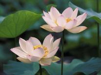 Lotus Flower in Blossom, China-Keren Su-Photographic Print