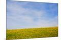 Premium Photographic Print