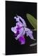 Premium Photographic Print