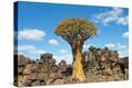Stretched Canvas Print