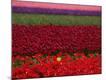 Premium Photographic Print