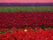 Premium Photographic Print