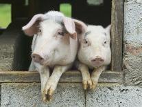 Two Pigs Leaning Out of Pen-Keren Su-Photographic Print