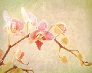 Keri Bevan Botanical Art Prints Paintings Posters Wall Art Art Com