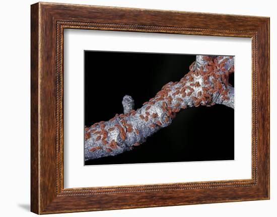 Kermes Vermilio (Kermes Berry) - Larvae-Paul Starosta-Framed Photographic Print