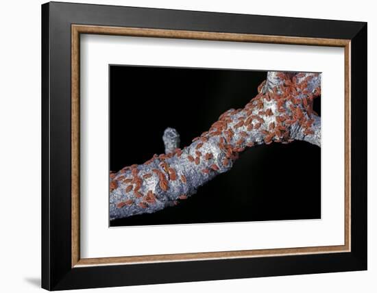 Kermes Vermilio (Kermes Berry) - Larvae-Paul Starosta-Framed Photographic Print