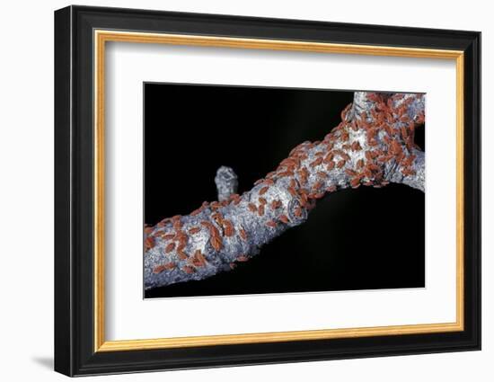 Kermes Vermilio (Kermes Berry) - Larvae-Paul Starosta-Framed Photographic Print