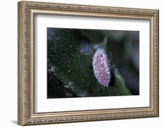 Kermes Vermilio (Kermes Berry) - Male Larva-Paul Starosta-Framed Photographic Print