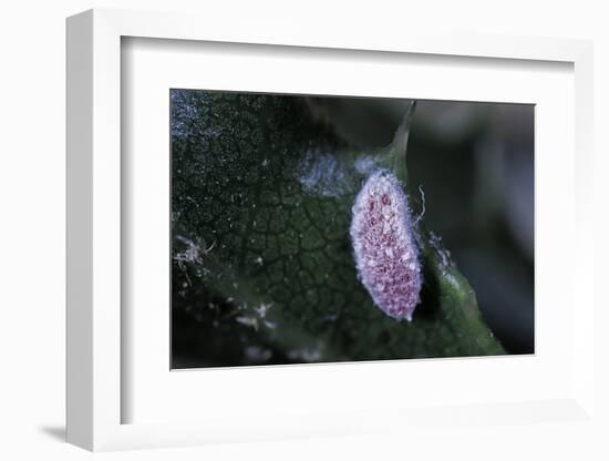 Kermes Vermilio (Kermes Berry) - Male Larva-Paul Starosta-Framed Photographic Print