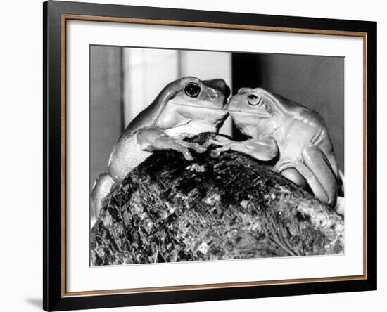 Kermit and Sheila, Tree Frog Lovers Get Close, February 1987-null-Framed Photographic Print