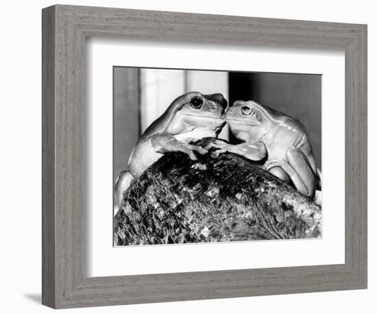 Kermit and Sheila, Tree Frog Lovers Get Close, February 1987-null-Framed Photographic Print
