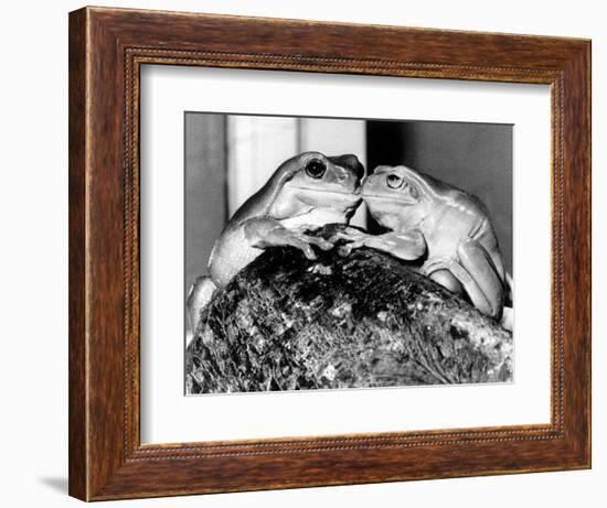 Kermit and Sheila, Tree Frog Lovers Get Close, February 1987-null-Framed Photographic Print