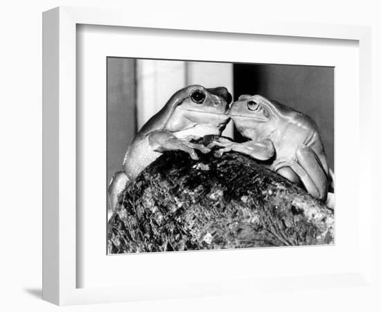 Kermit and Sheila, Tree Frog Lovers Get Close, February 1987-null-Framed Photographic Print