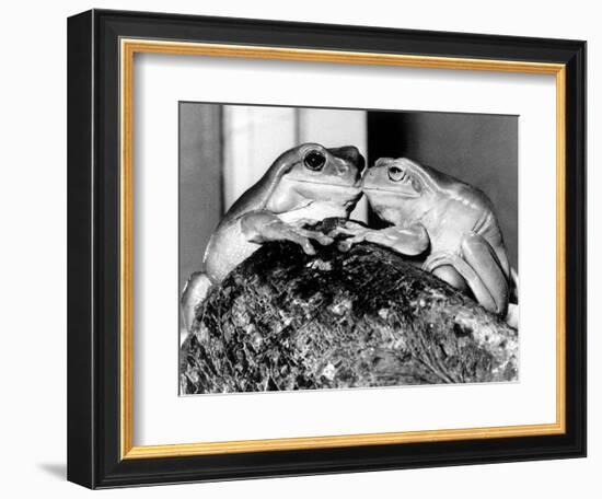 Kermit and Sheila, Tree Frog Lovers Get Close, February 1987-null-Framed Photographic Print