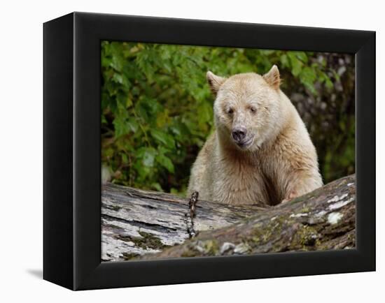 Kermode Spirit Bear, White Morph of Black Bear, Princess Royal Island, British Columbia, Canada-Eric Baccega-Framed Premier Image Canvas