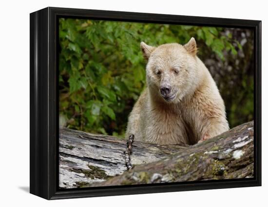 Kermode Spirit Bear, White Morph of Black Bear, Princess Royal Island, British Columbia, Canada-Eric Baccega-Framed Premier Image Canvas