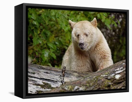 Kermode Spirit Bear, White Morph of Black Bear, Princess Royal Island, British Columbia, Canada-Eric Baccega-Framed Premier Image Canvas