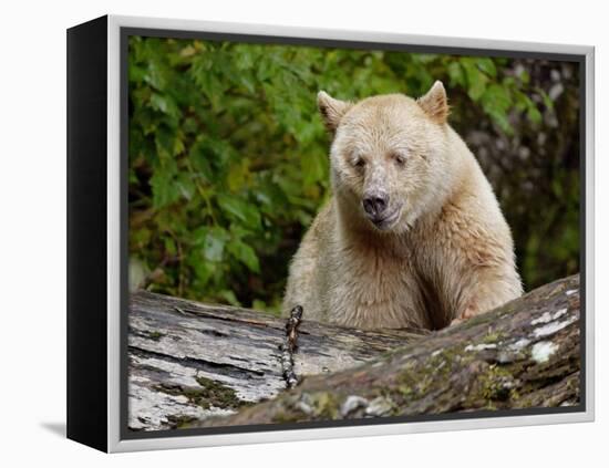 Kermode Spirit Bear, White Morph of Black Bear, Princess Royal Island, British Columbia, Canada-Eric Baccega-Framed Premier Image Canvas