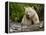 Kermode Spirit Bear, White Morph of Black Bear, Princess Royal Island, British Columbia, Canada-Eric Baccega-Framed Premier Image Canvas